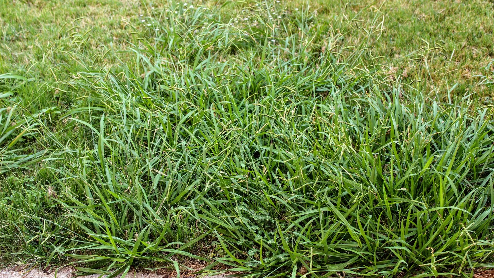 When to Expect Results From Post-Emergent Weed Control