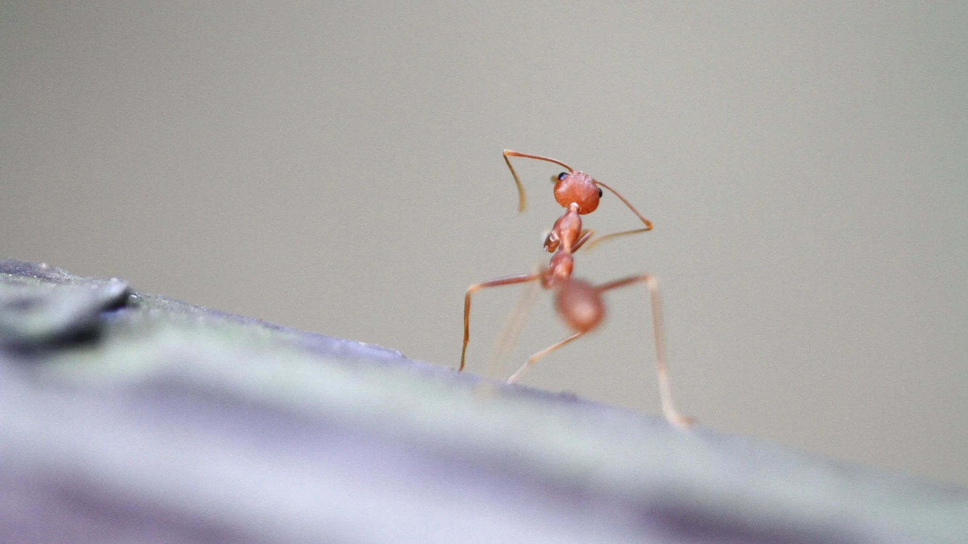 How Can You Identify Fire Ant Mounds?