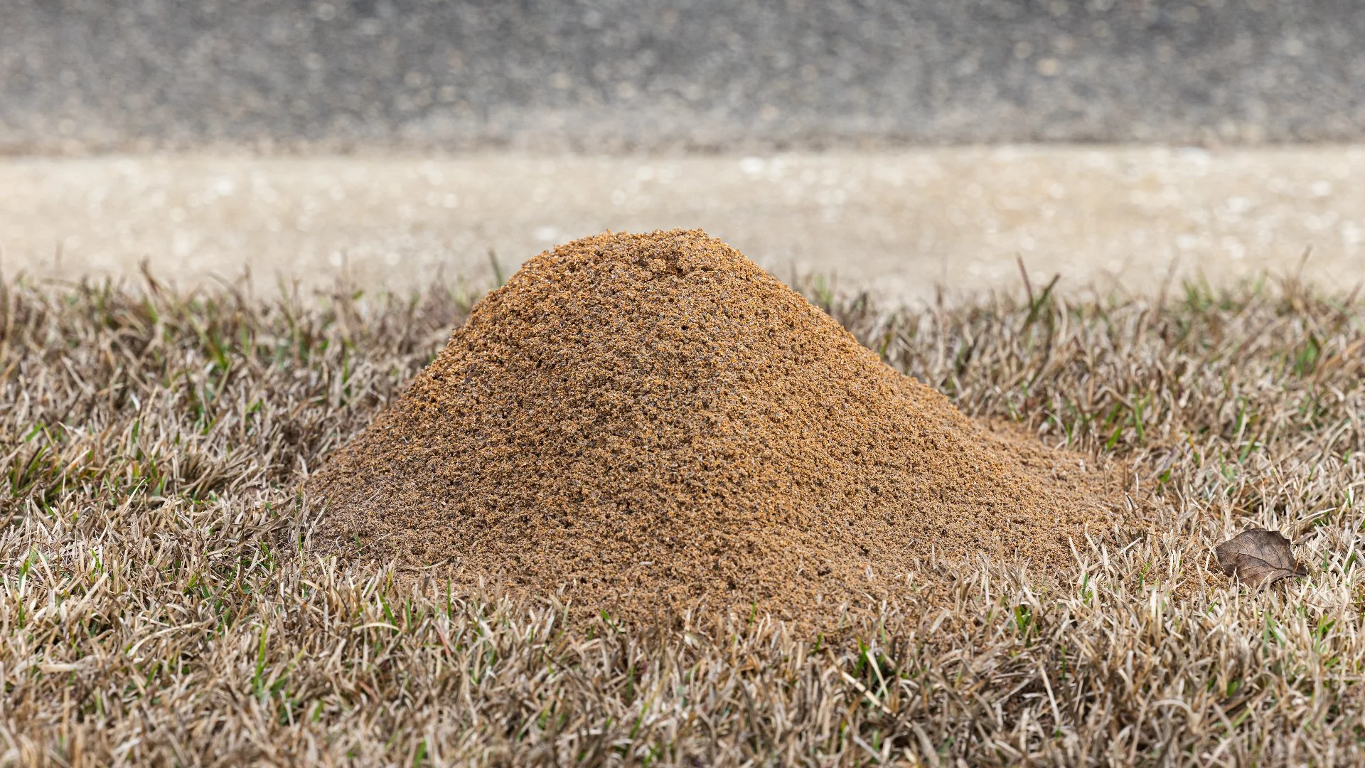 How Long Do Fire Ant Treatments Remain Effective?