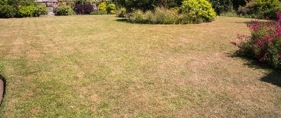 A brown lawn in Bethlehem, GA, from overfertilization.