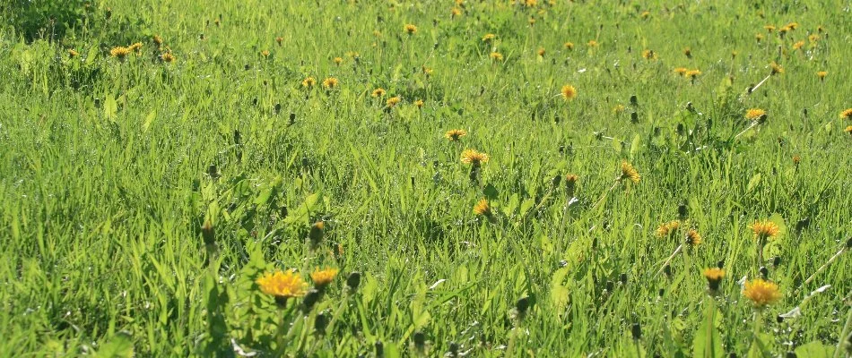 Dandelions spread across a lawn in Bethlehem, GA.