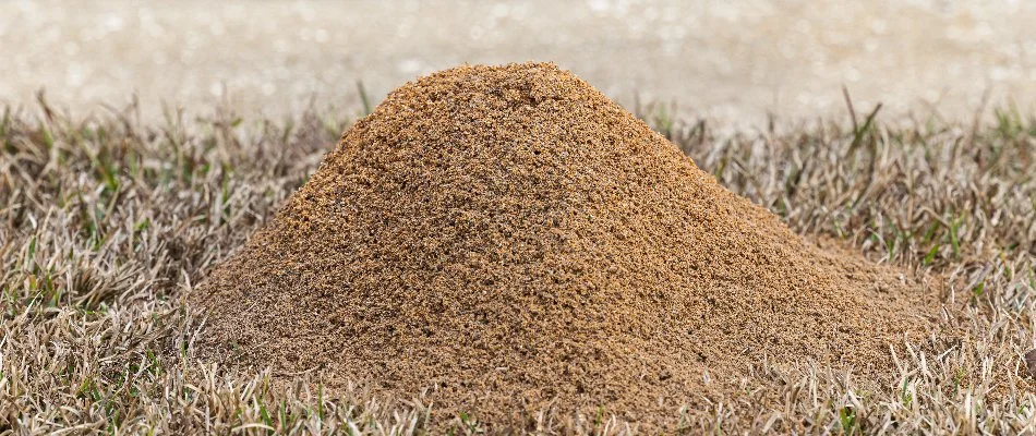 Fire ant mound in Bethlehem, GA, with no center hole.