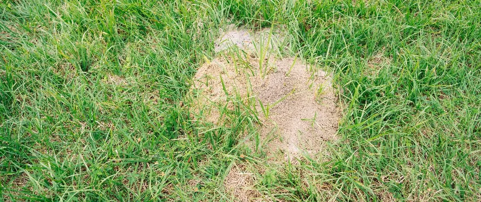 Fire ant mound on a lawn in Bethlehem, GA.