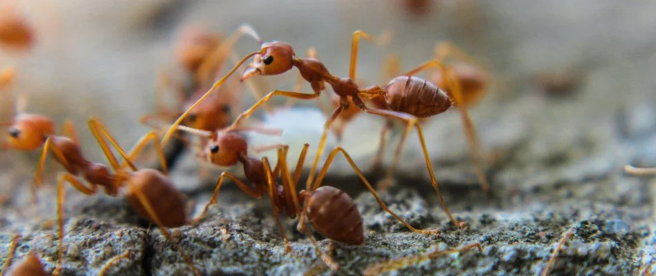 Fire ants on the ground in Bethlehem, GA.