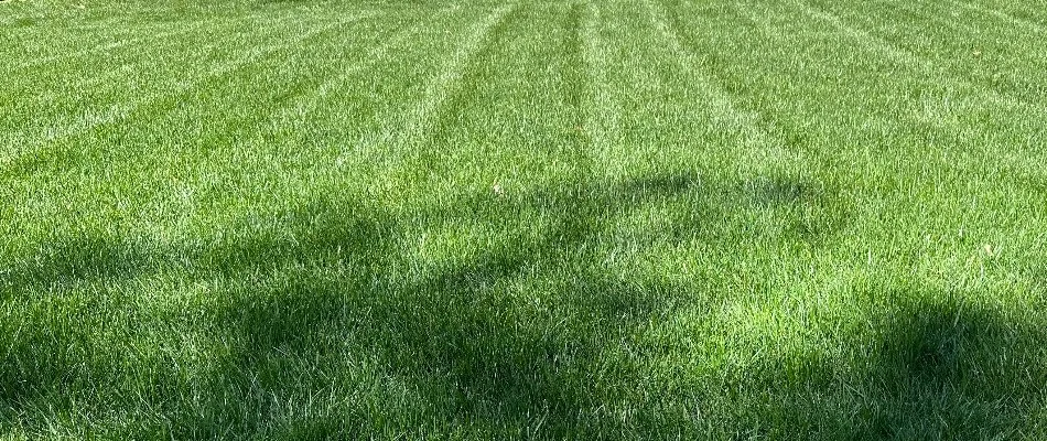 A healthy, green lawn in Bethlehem, GA, free of weeds.