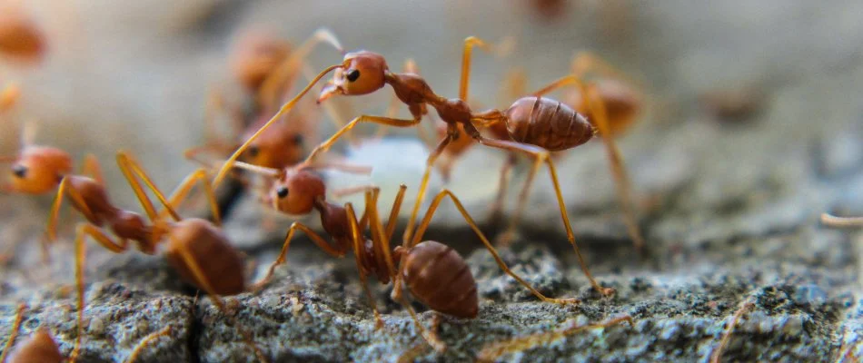 Multiple fire ants on soil in Bethlehem, GA.