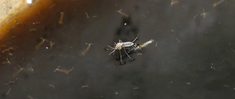 A mosquito in Bethlehem, GA, on still water.