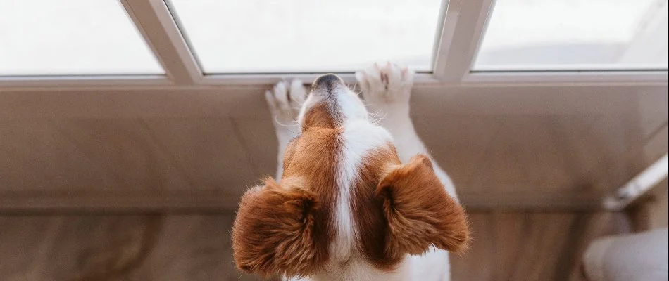 Pet waiting at the door during a lawn fertilizer treatment in Bethlehem, GA.