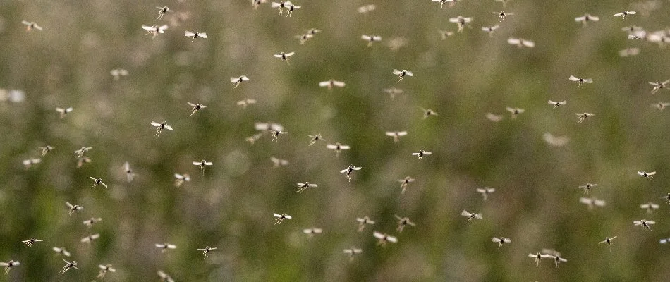 A swarm of mosquitoes in Bethlehem, GA.