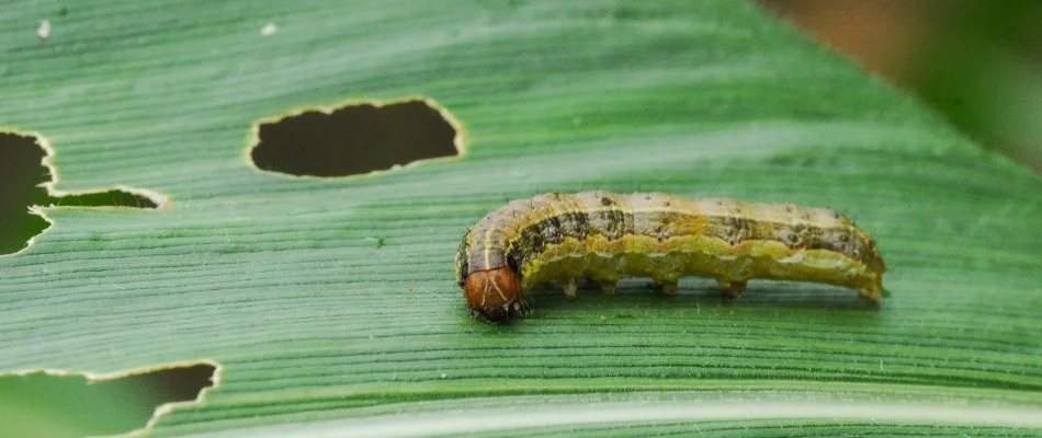 Armyworm chewing on a grass blade in Bethlehem, GA.