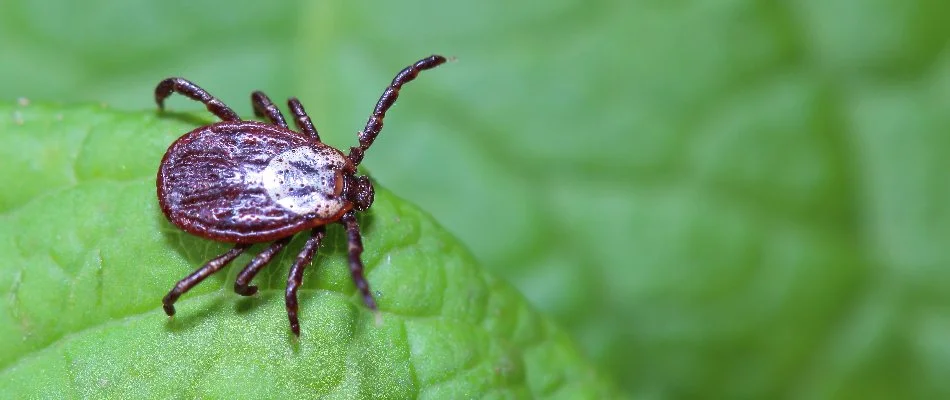 A brown tick on a green leaf in Monroe, GA.