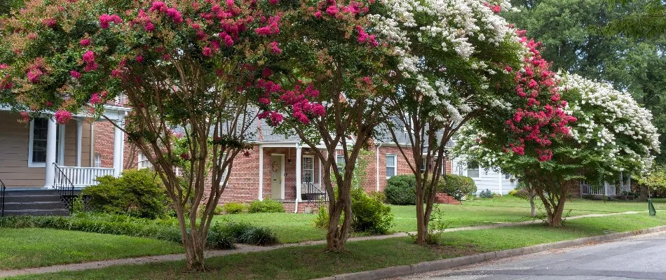 Neighborhood in Sandy Springs, GA, with crepe myrtles. 