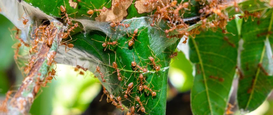 Fire ants on a green leaf in Watkinsville, GA.