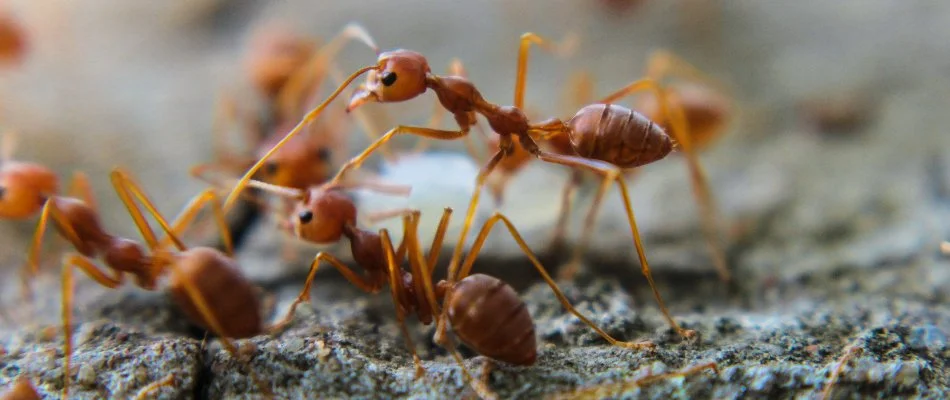 Fire ants on the ground in Alpharetta, GA.