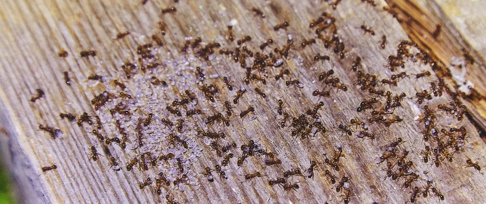 Group of fire ants in Jefferson, GA.