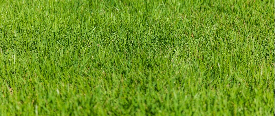 Healthy turf in Sandy Springs, GA.