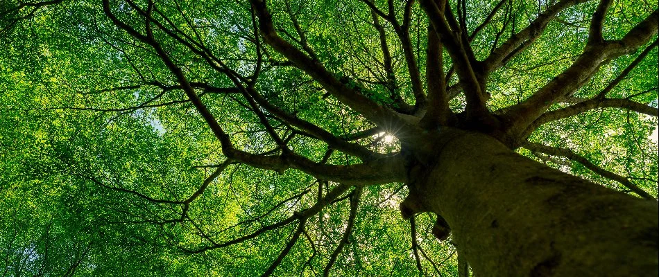 A large tree with long branches and a huge tree trunk in Athens, GA.