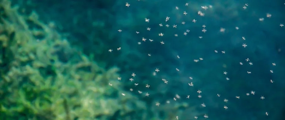 Mosquitoes flying around on a property in Statham, GA.