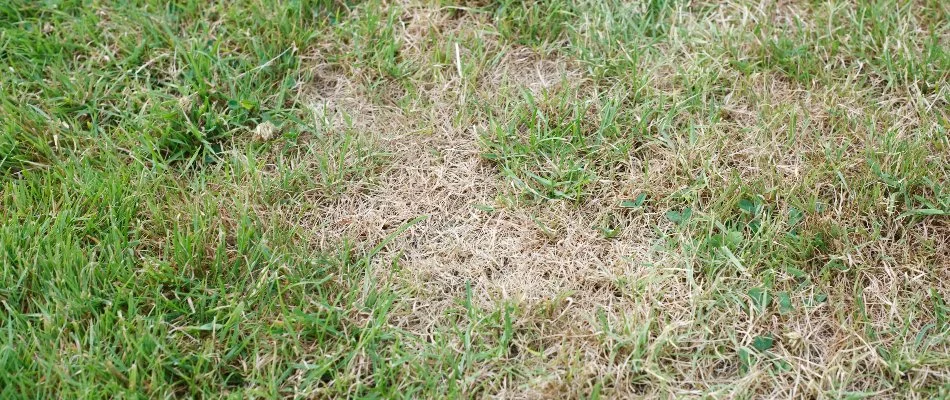 Lawn disease found on lawn in Bethlehem, GA.