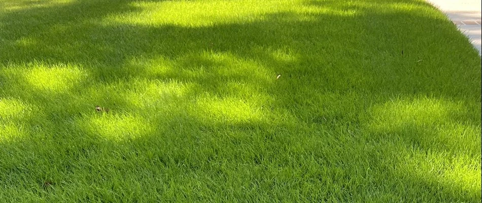 Lush, dense grass in Bethlehem, GA.