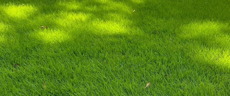 Vibrant green lawn with neat edging after fertilization.