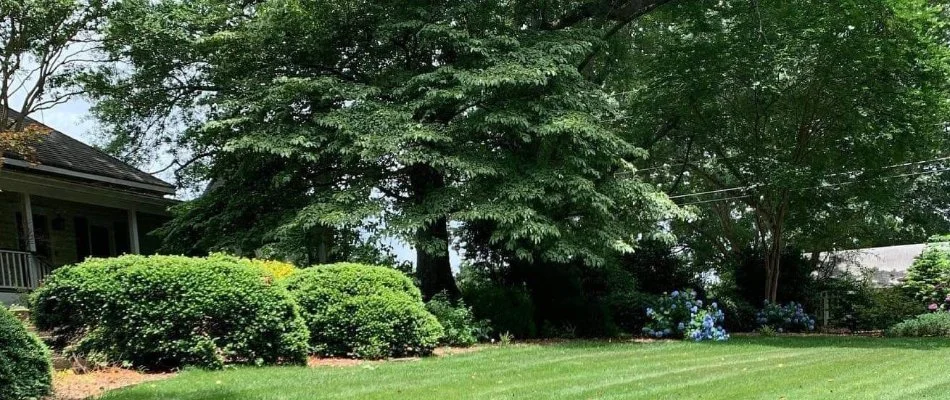 Lush trees and shrubs in Hoschton, GA.