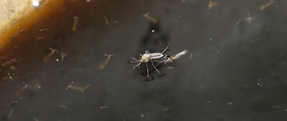 Mosquito in Roswell, GA, laying eggs on standing water.