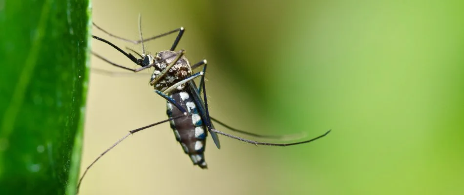 Mosquito on leaf found near Braselton, GA.