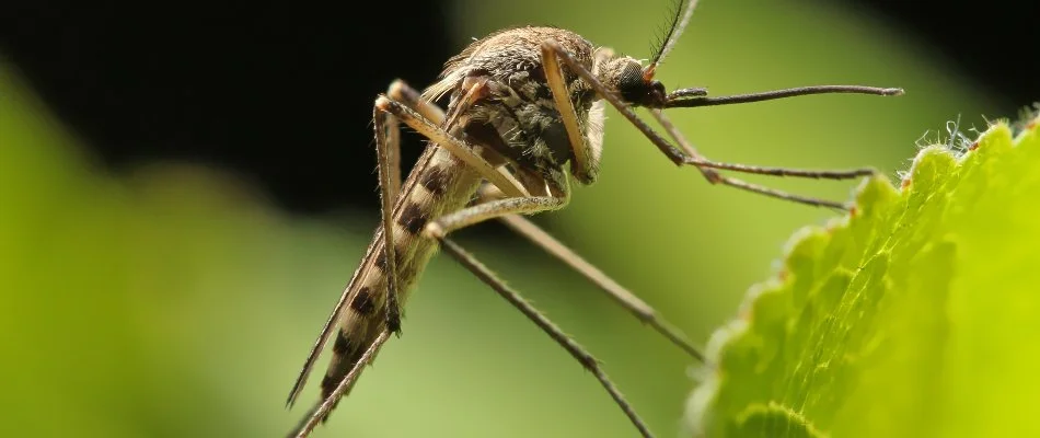 Mosquito standing on a green leaf in Bogart, GA.