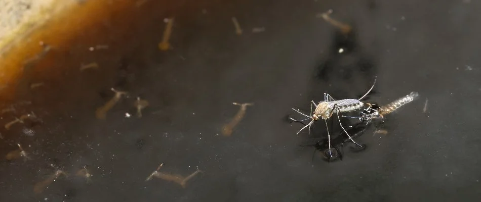 Mosquito with larvae on standing water.