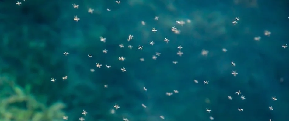 Mosquitoes flying around in a yard in Brookhaven, GA.