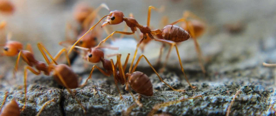 Multiple fire ants in Athens, GA, on dirt.