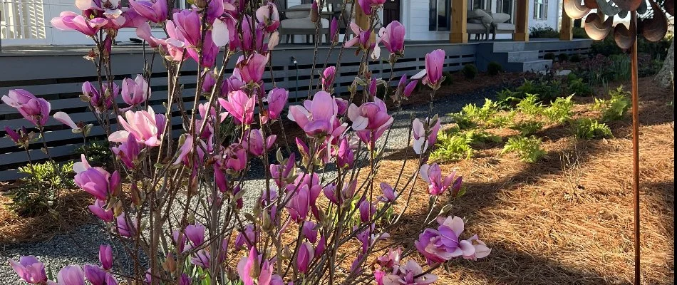 A healthy, pink shrub in Bethlehem, GA, free of disease.