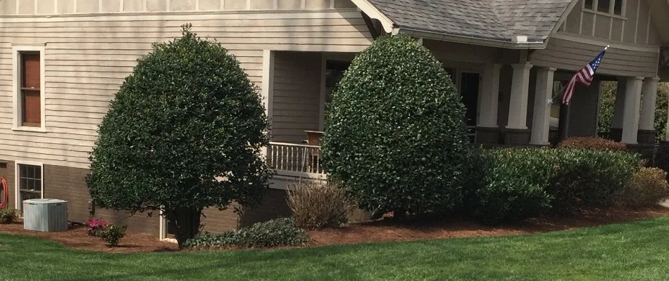 Trees and shrubs in a landscape bed in Bogart, GA, next to a house with an American flag.