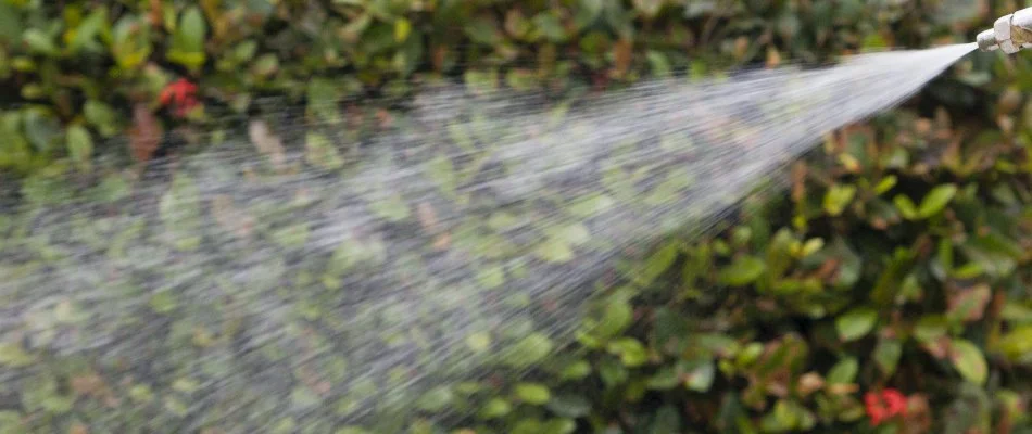 Spraying a flea control treatment near a shrub in Bethlehem, GA.