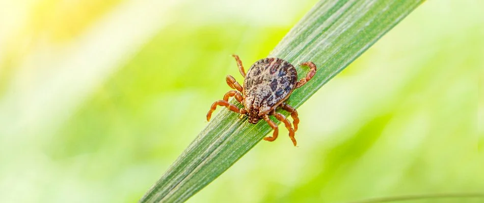 Tick on a blade of grass in Sandy Springs, GA.